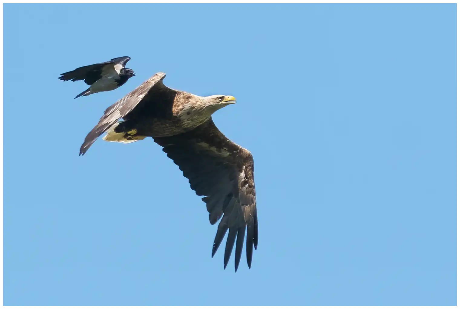 Aquila di mare codabianca