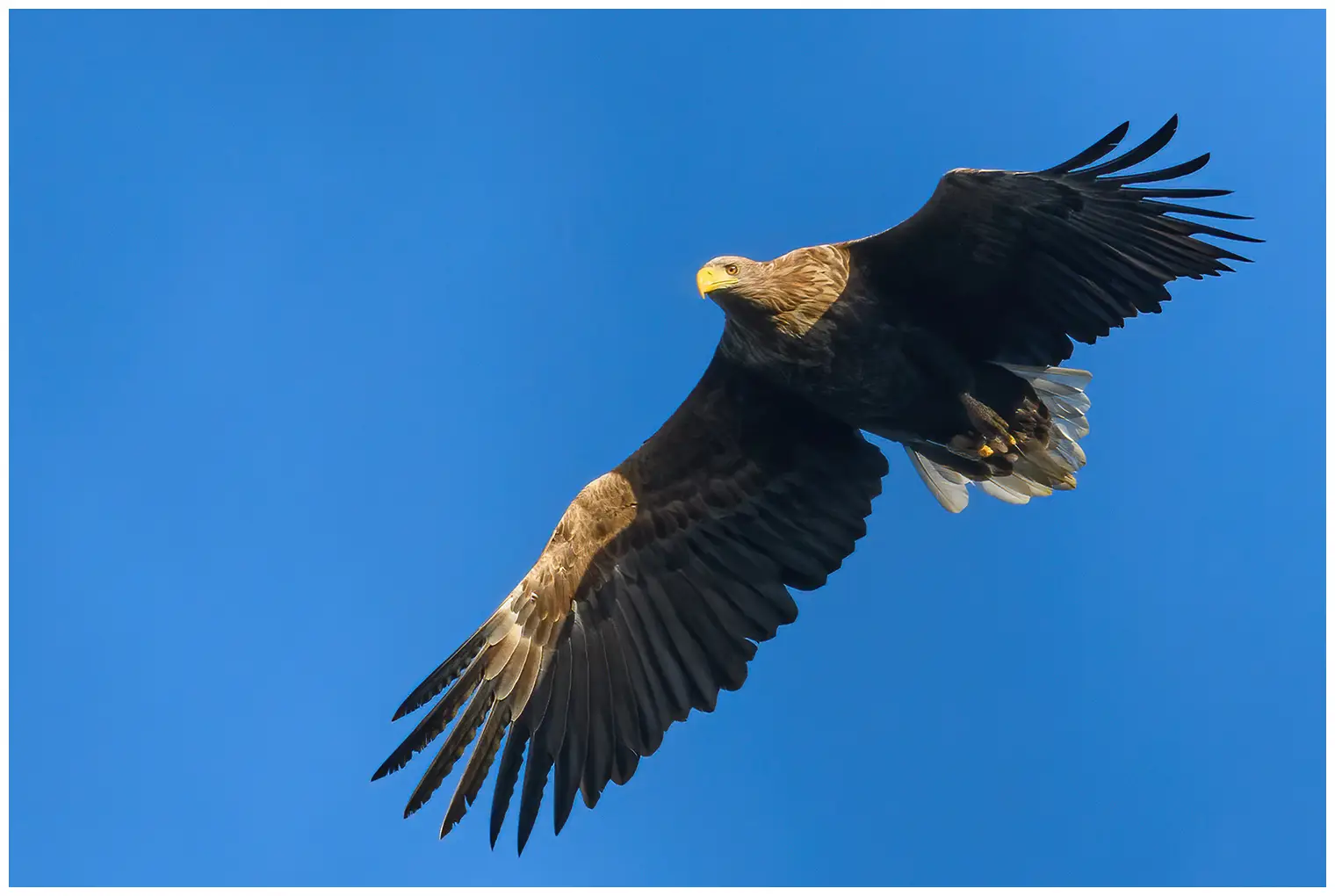 Aquila di mare codabianca