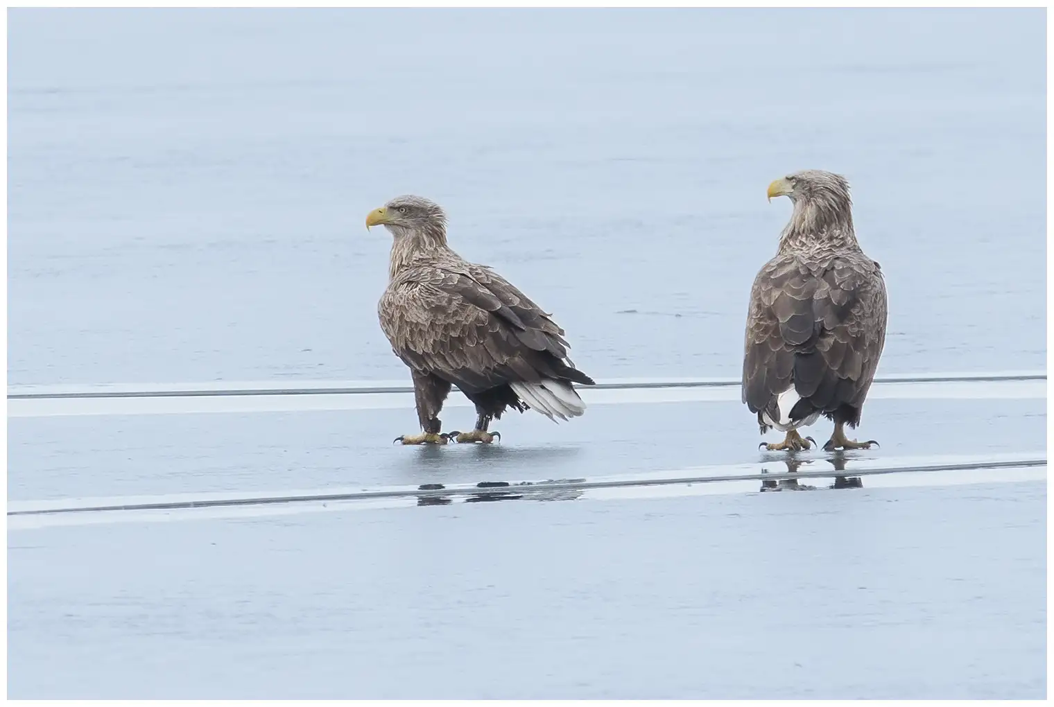Aquila di mare codabianca