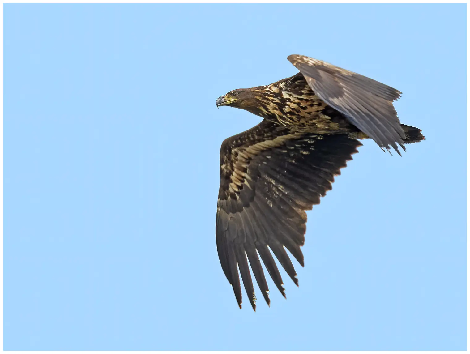 Aquila di mare codabianca
