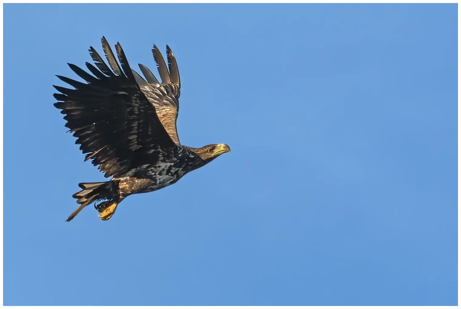 Aquila di mare codabianca