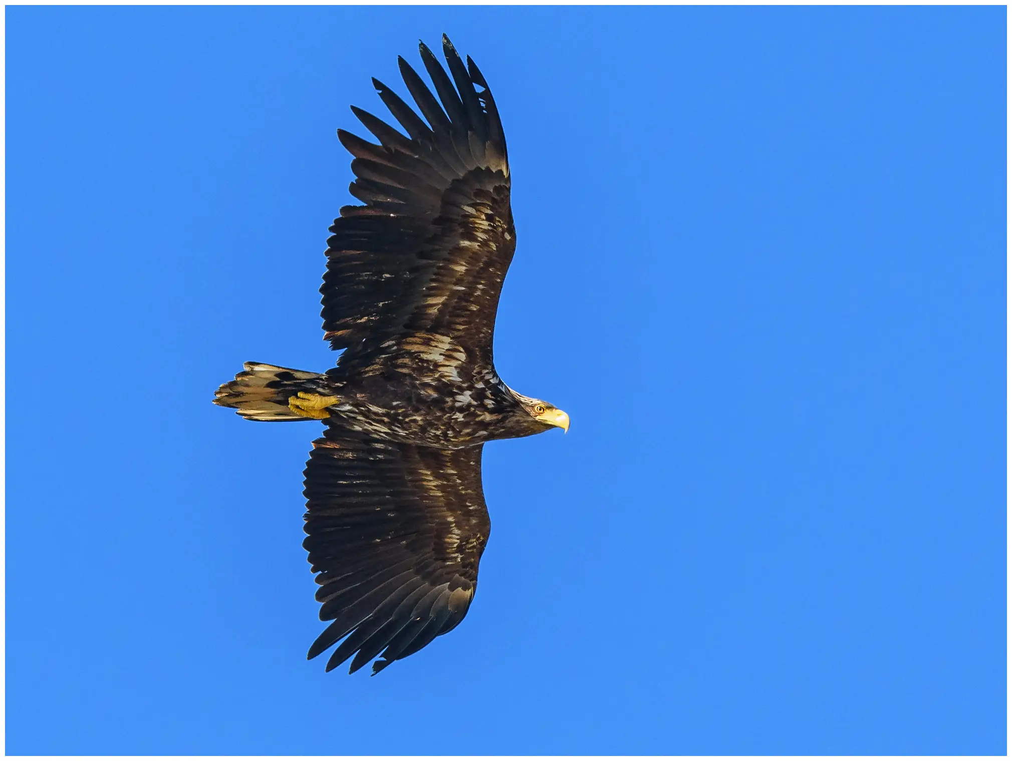 Aquila di mare codabianca