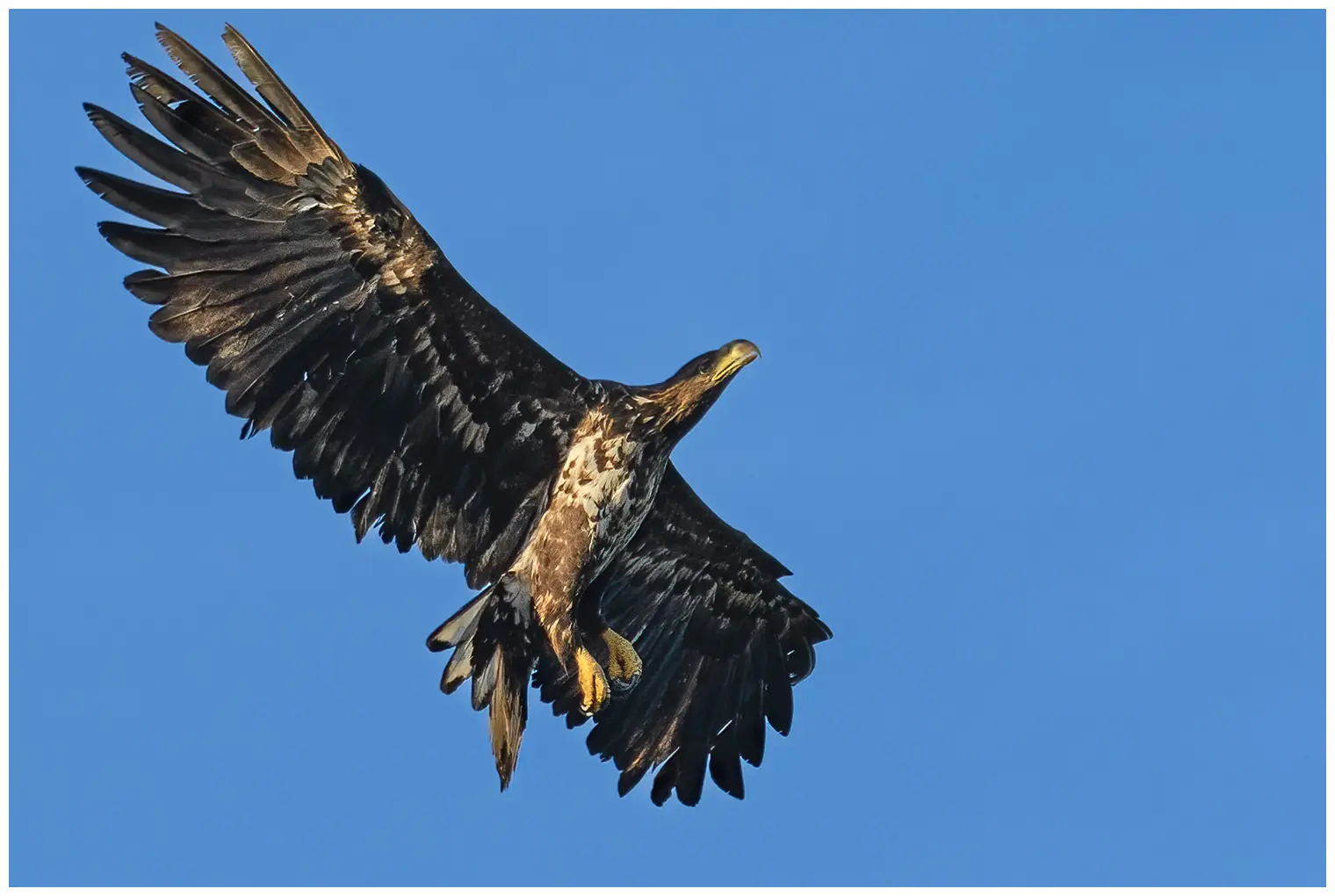 Aquila di mare codabianca