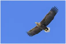 Aquila di mare codabianca