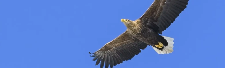 Aquila di mare codabianca. Si staglia su un cielo blu. Ha un becco grande e forte che con l'età passa dal marrone al giallo brillante.