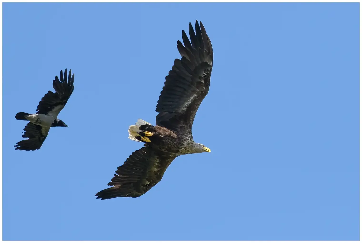 Aquila di mare codabianca