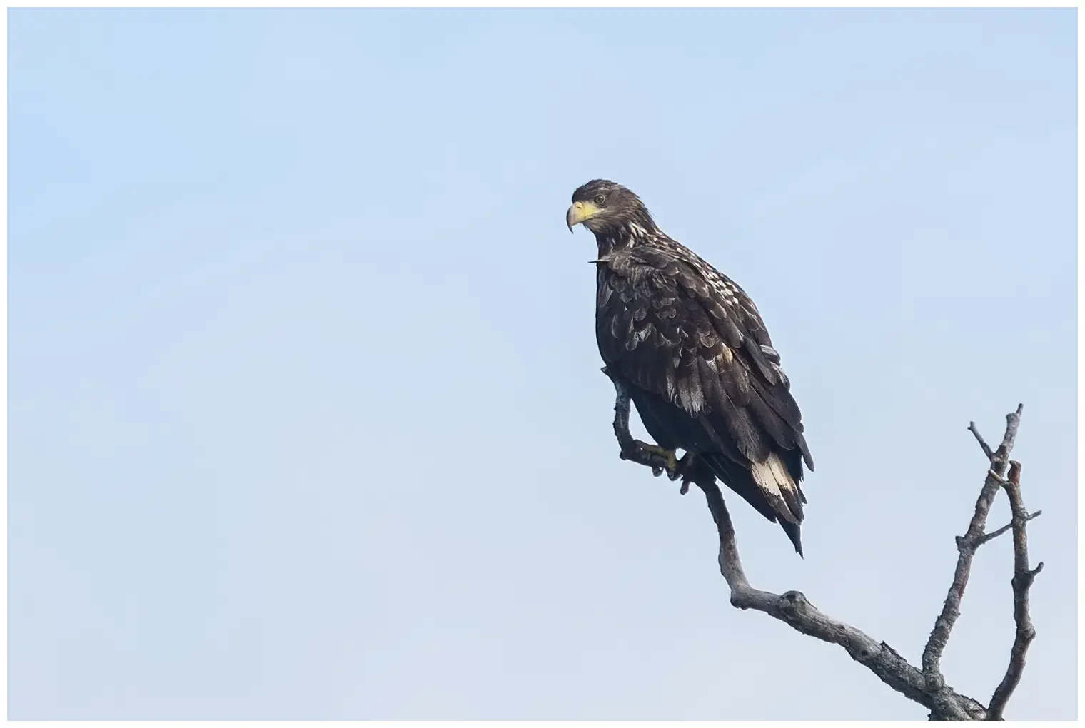 Aquila di mare codabianca