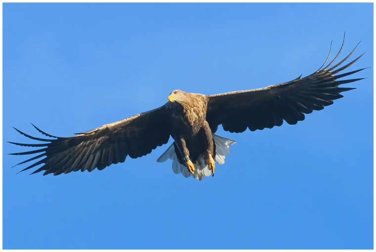 Aquila di mare codabianca