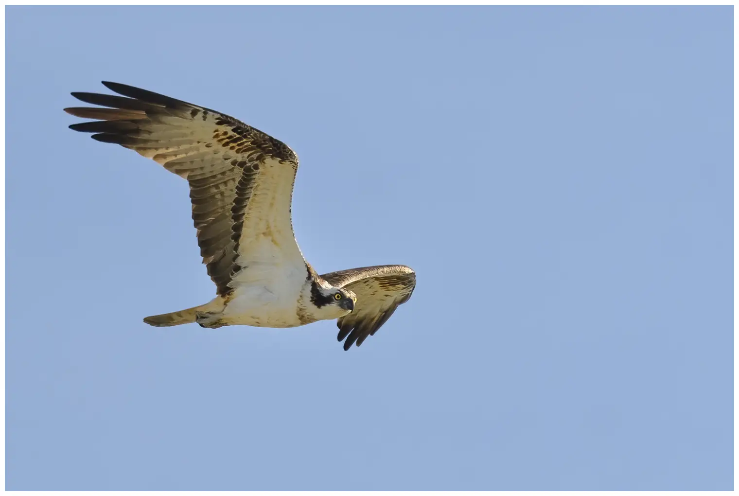 Falco pescatore