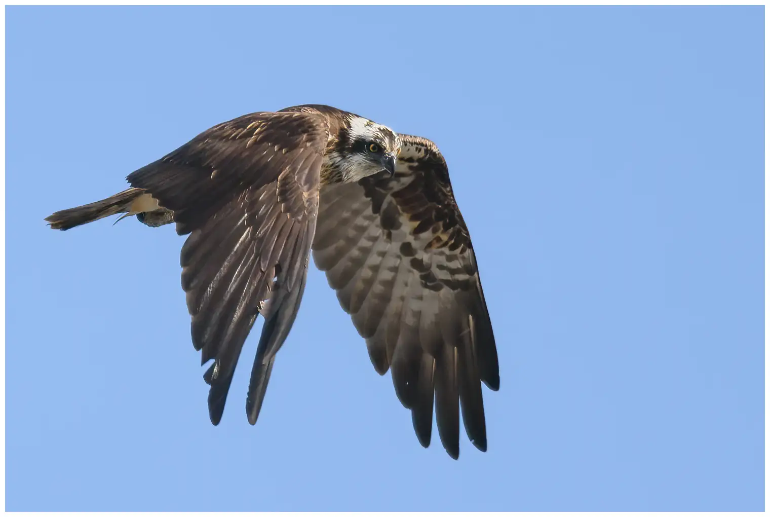 Falco pescatore