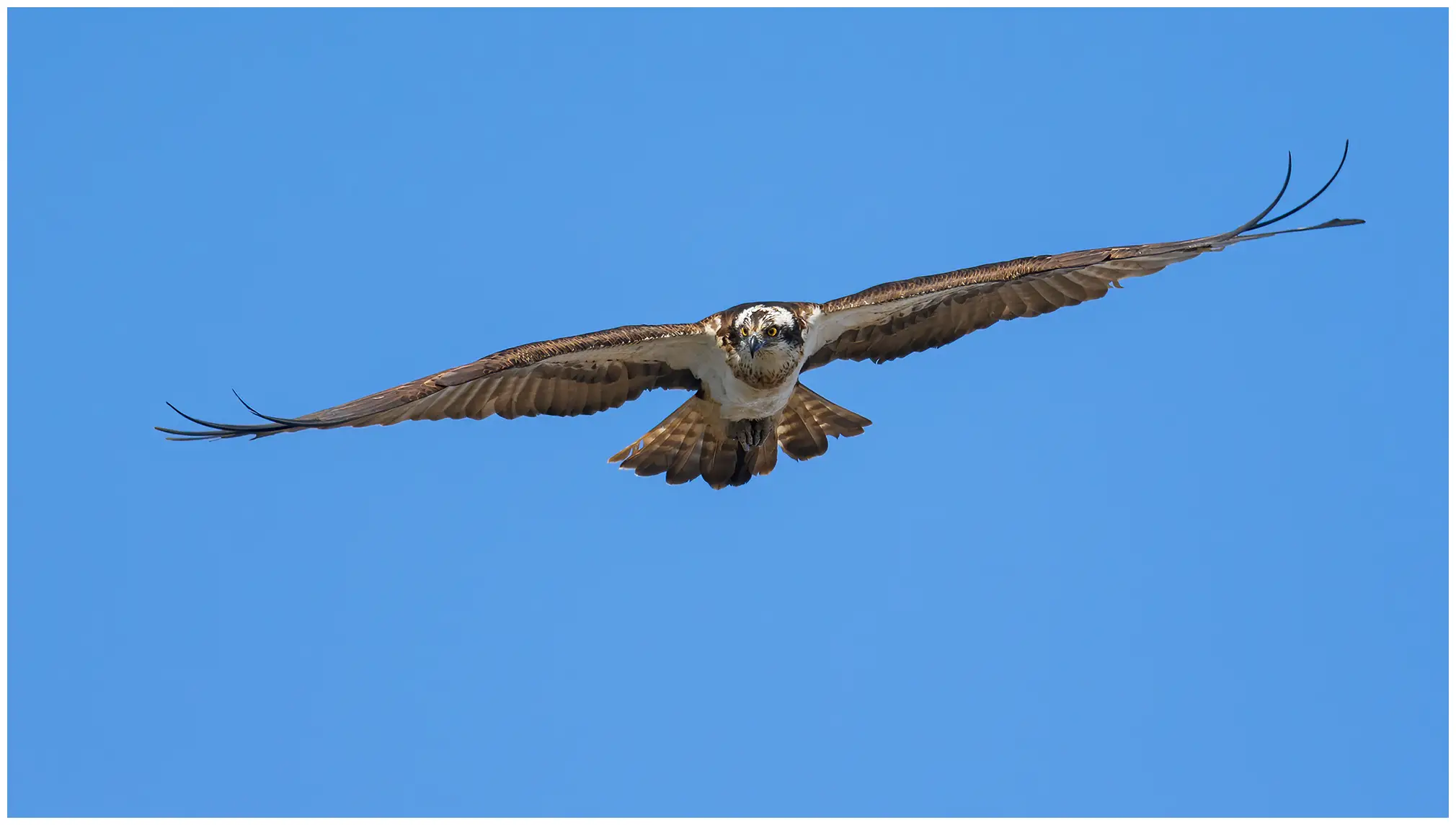 Falco pescatore