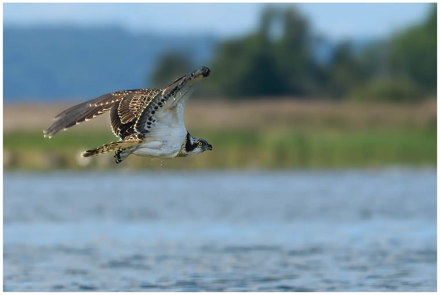 Falco pescatore