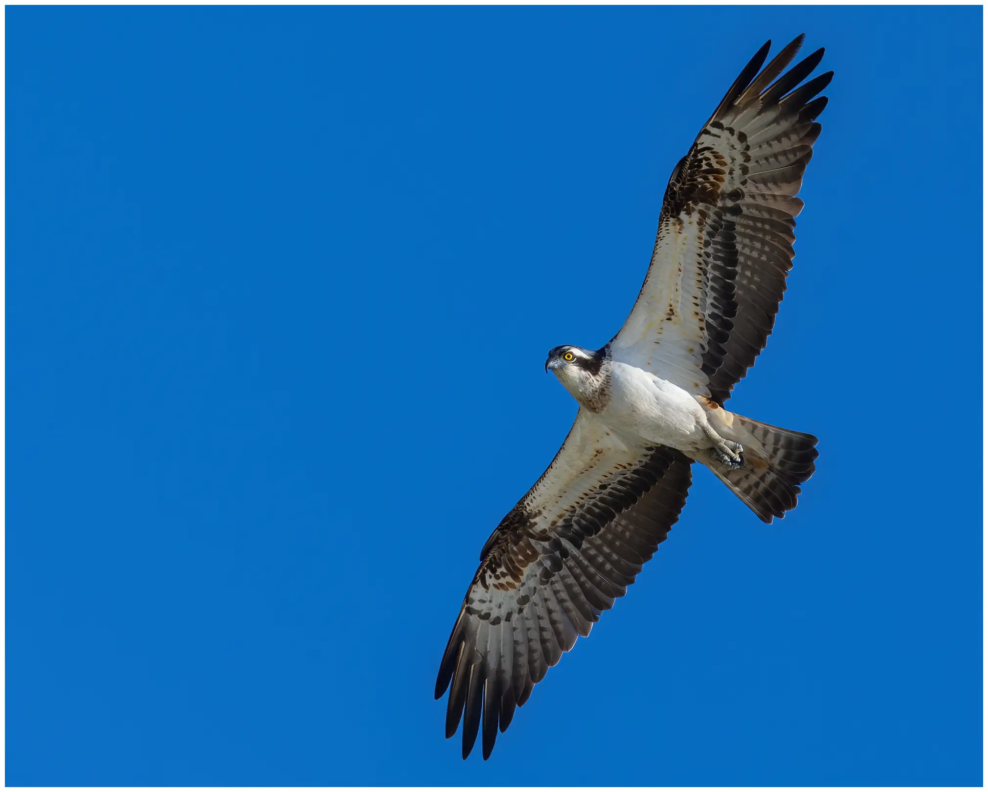 Falco pescatore