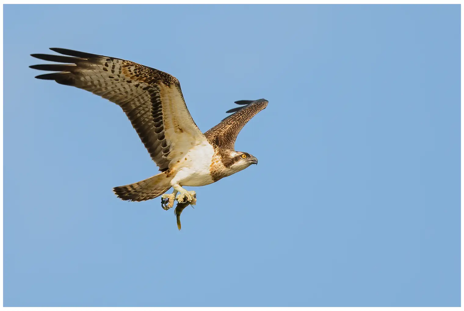 Falco pescatore