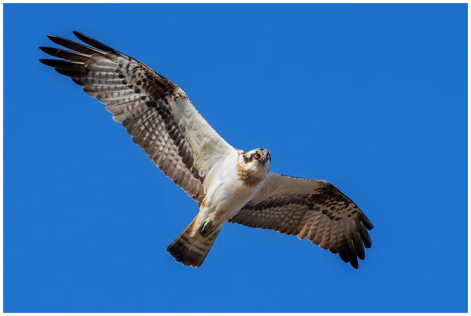 Falco pescatore