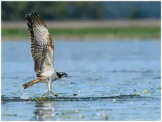 Falco pescatore