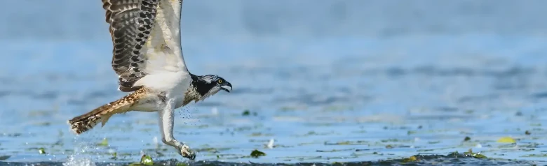 Falco pescatore. Vola sopra la superficie dell'acqua. Sembra che abbia appena catturato un pesce nell'acqua.
