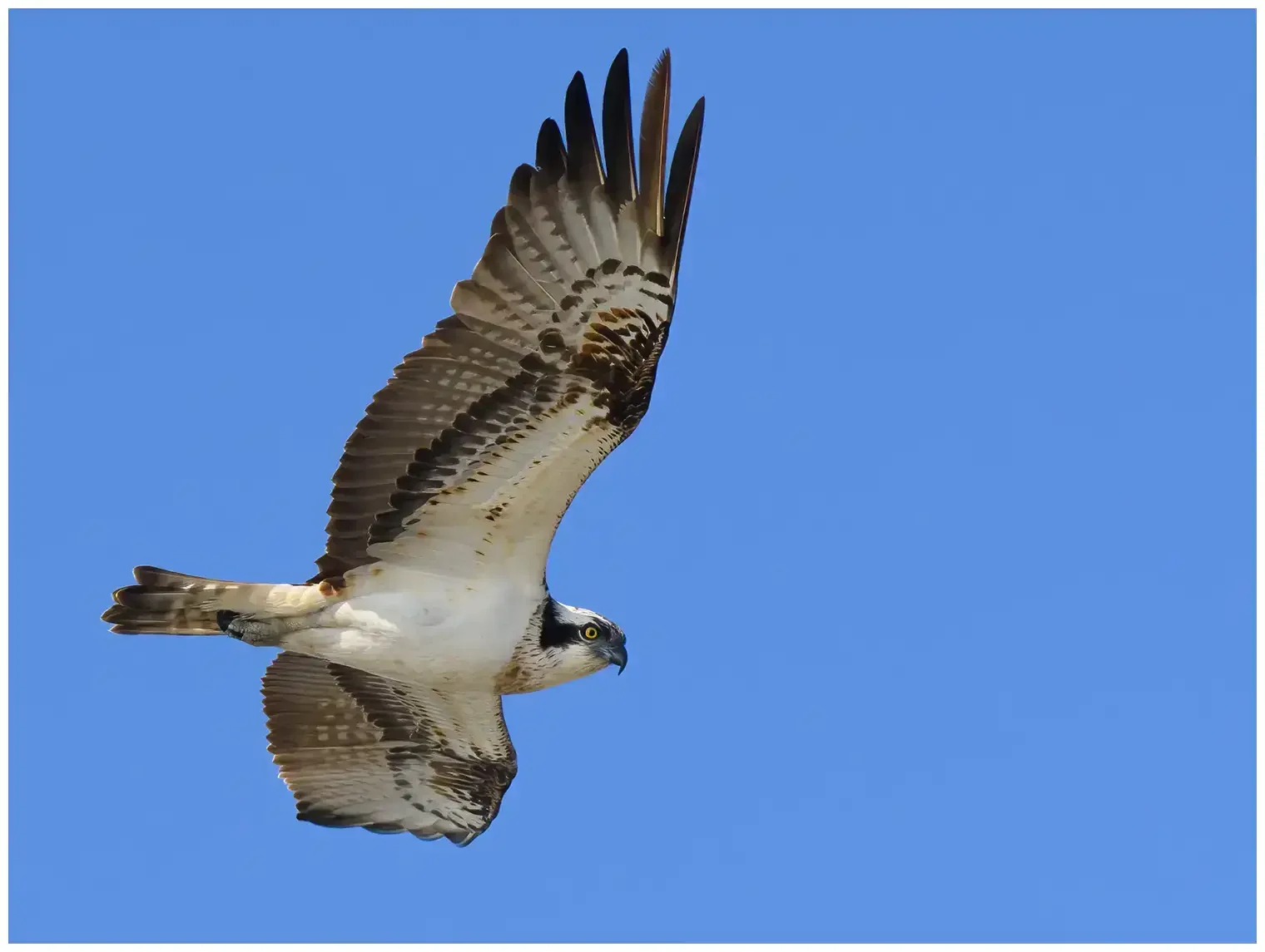 Falco pescatore