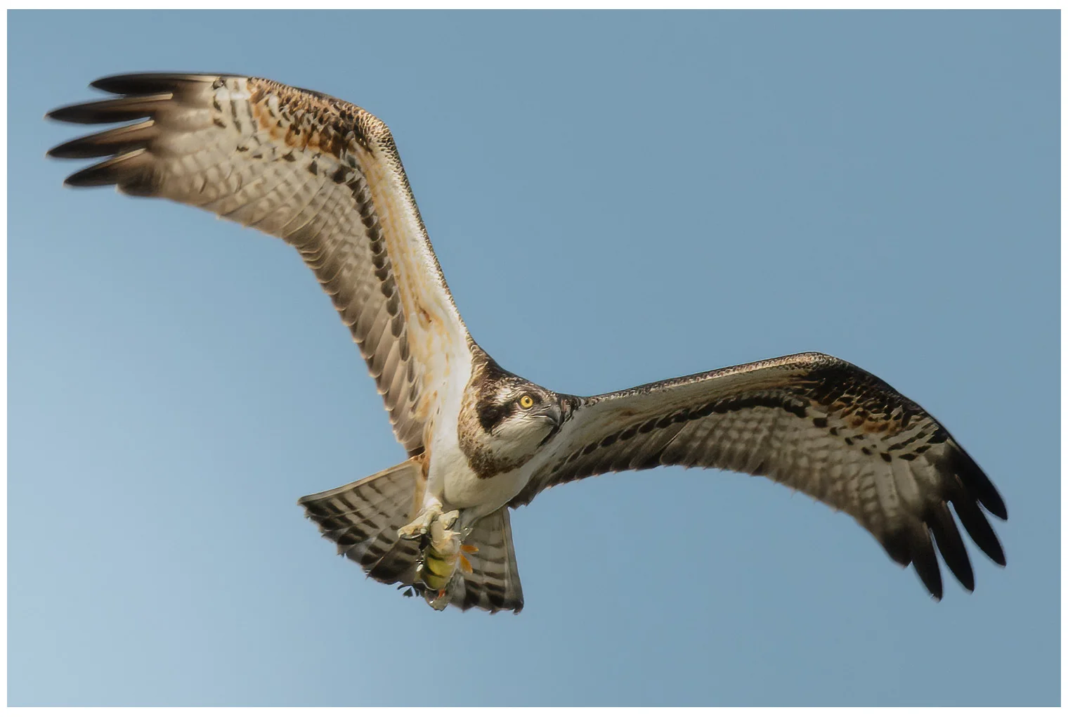 Falco pescatore