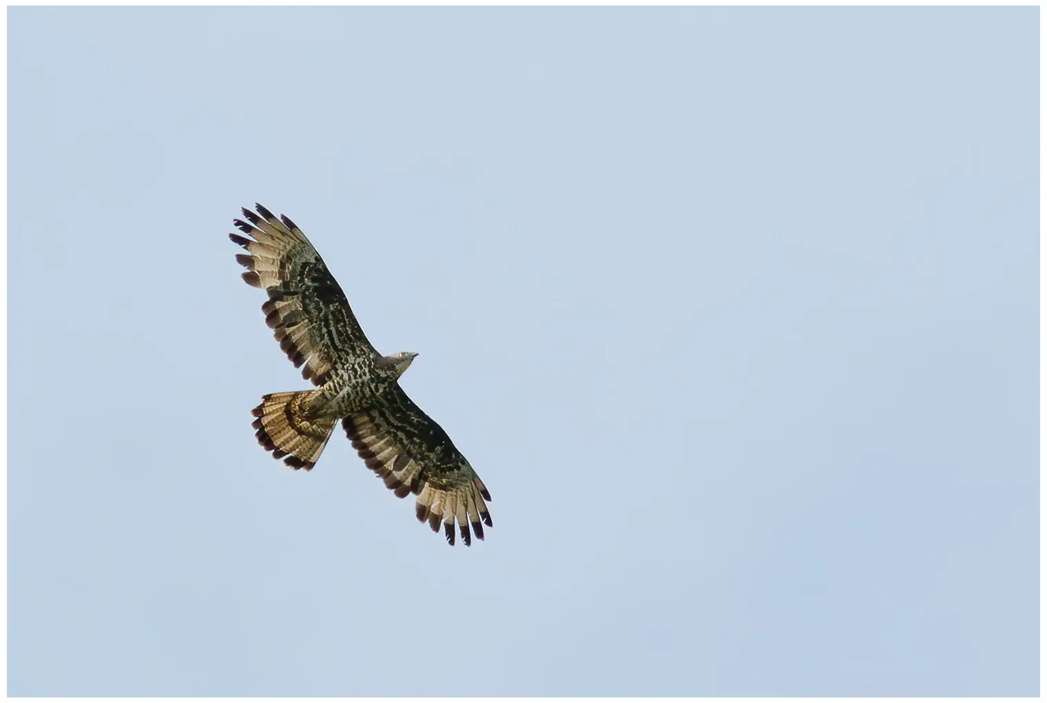 Falco pecchiaiolo