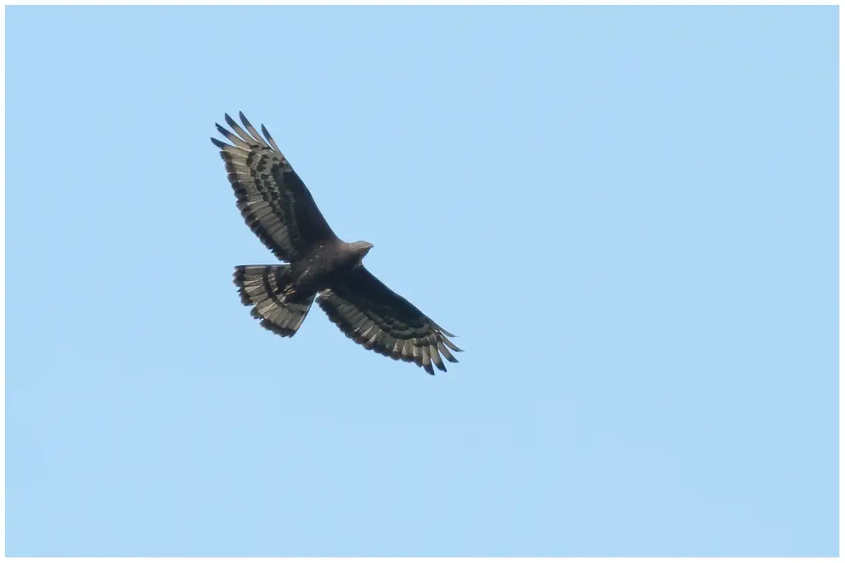 Falco pecchiaiolo