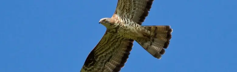Falco pecchiaiolo. La piccola testa di colomba sul lungo collo, protesa in volo, si staglia contro un cielo azzurro.