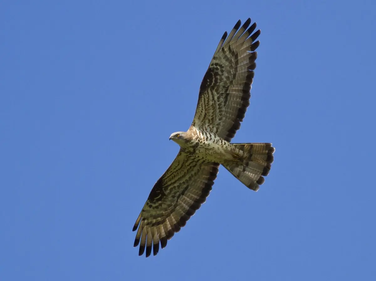Falco pecchiaiolo. La piccola testa di colomba sul lungo collo, protesa in volo, si staglia contro un cielo azzurro.