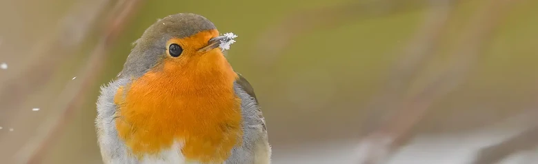 Pettirosso. Immagine invernale, in cui l'uccello ha la neve intorno alla punta del becco. Il petto arancione si illumina tra i fiocchi di neve che cadono.