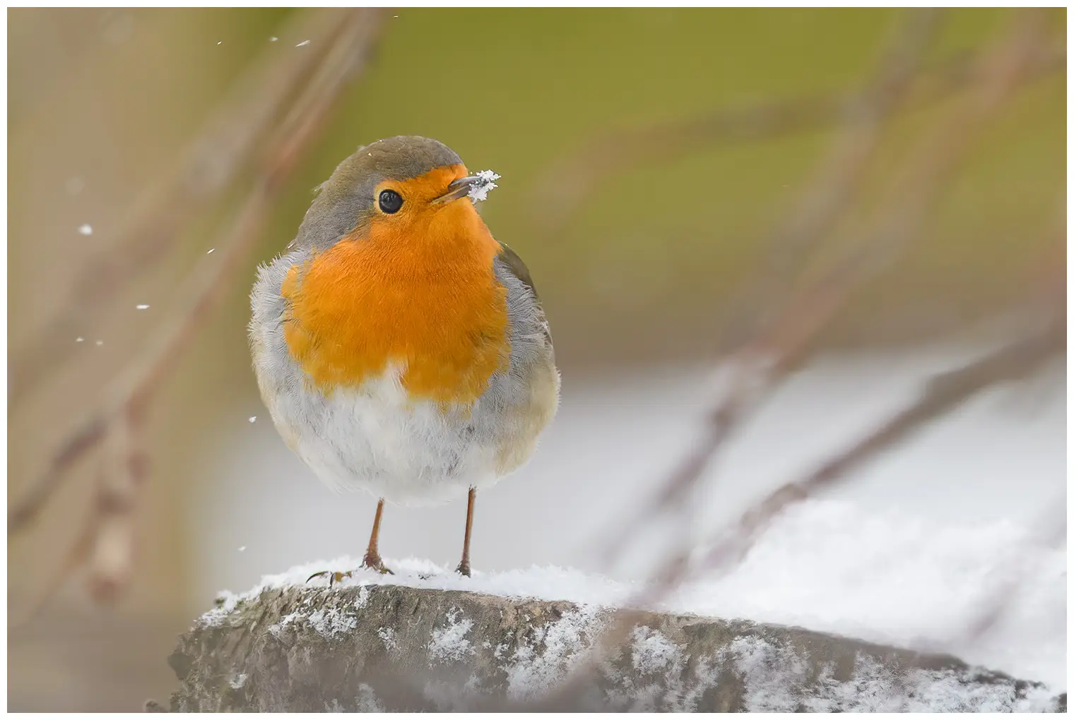 Pettirosso. Immagine invernale, in cui l'uccello ha la neve intorno alla punta del becco. Il petto arancione si illumina tra i fiocchi di neve che cadono.