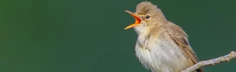 Cannaiola verdognola. Canta su un ramo. La parte superiore dell'uccello è di colore beige brunastro, un po' più caldo sopra la groppa, mentre la parte inferiore è beige biancastra e giallastra.