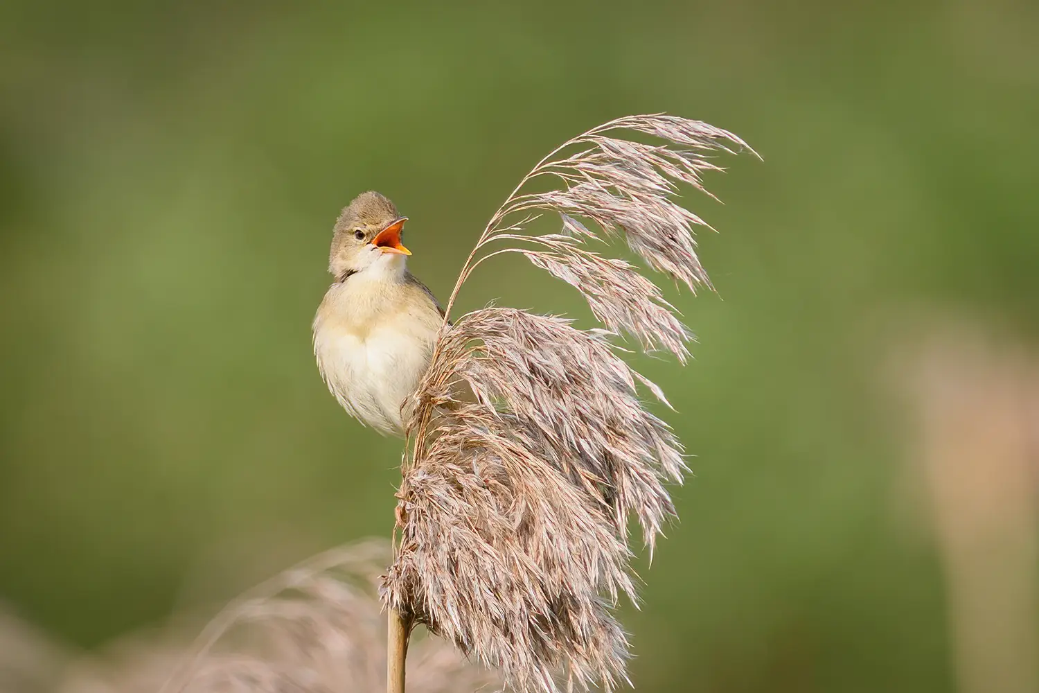 Cannaiola verdognola