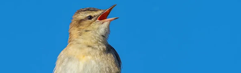 Forapaglie. Canta su un ramo. Strisce sopraccigliari distinte di colore beige o grigio-bianco. Il ventre è biancastro.