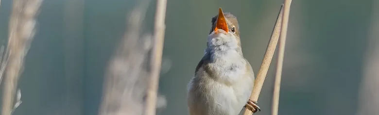 Cannaiola. Canta nel canneto. Un uccello marrone poco appariscente, con la gola biancastra. La bocca arancione è tuttavia colorata.