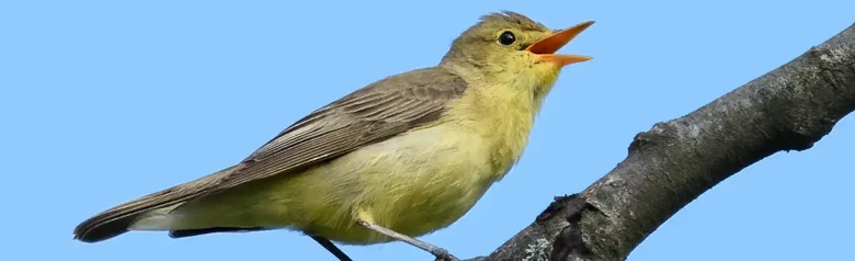 Canapino maggiore. Canta su un ramo. La parte inferiore è gialla, mentre quella superiore è verde oliva. Ha un becco piuttosto lungo.