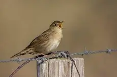 Forapaglie macchiettato
