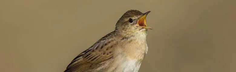 Forapaglie macchiettato. Canta su un palo di recinzione con filo spinato. Piumaggio striato. Sia il dorso che le ali presentano strisce scure sul colore di base marrone.