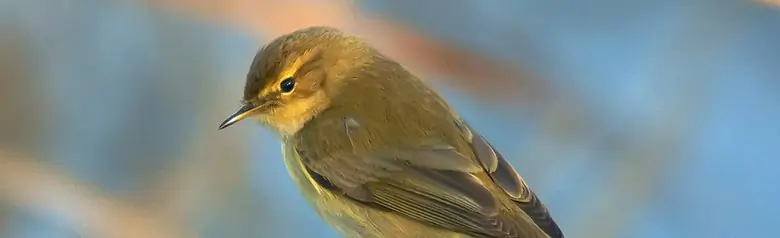 Luì piccolo. Seduto su un ramo e con lo sguardo rivolto verso il basso. Il piumaggio è grigio-verde nella parte superiore e grigio-bianco nella parte inferiore.