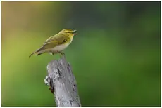 Luì verde