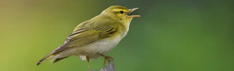 Luì verde. Canta su un ramo appassito. Faccia e petto giallo pallido e lato inferiore bianco puro; il lato superiore è verde come il muschio.