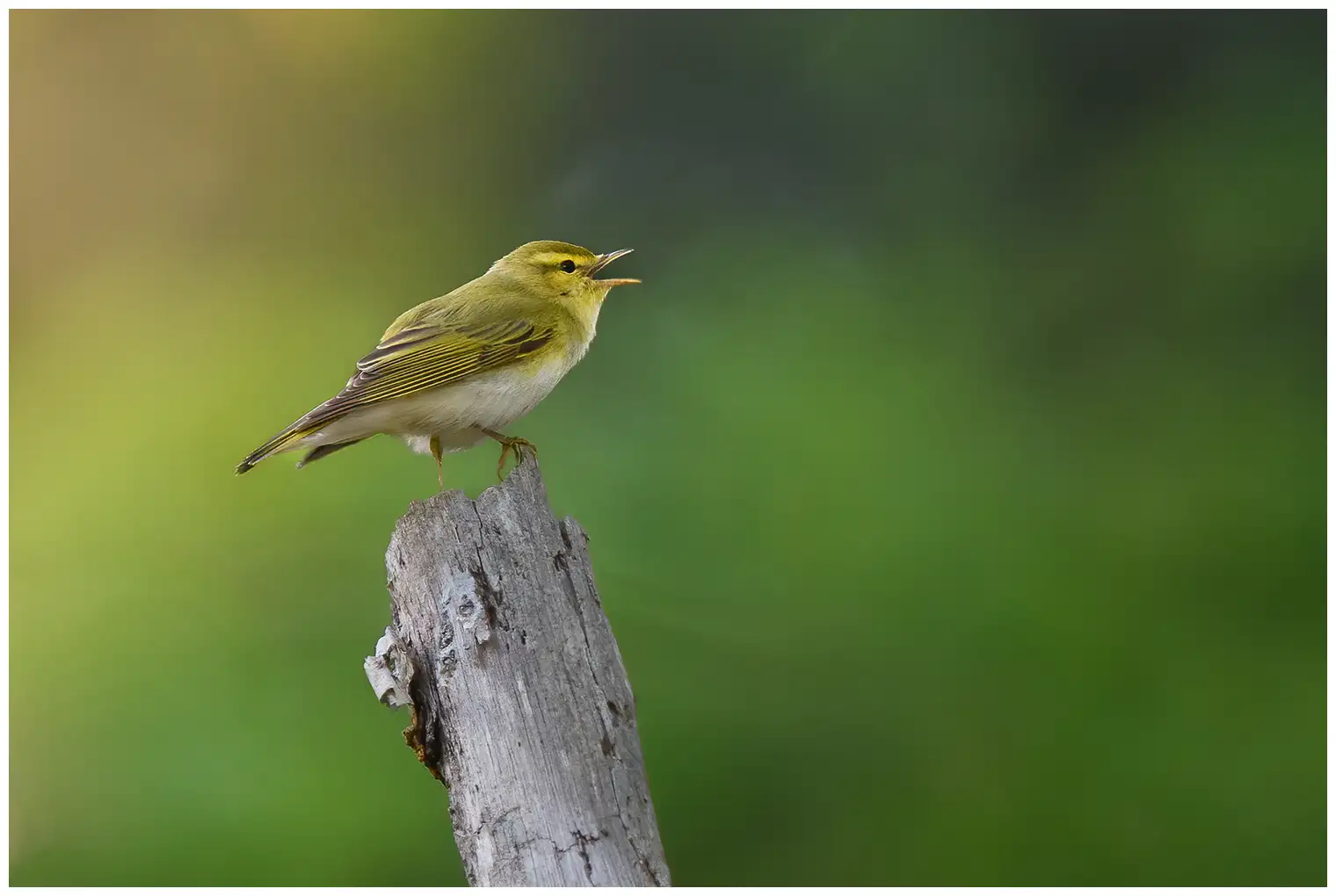 Luì verde. Canta su un ramo appassito. Faccia e petto giallo pallido e lato inferiore bianco puro; il lato superiore è verde come il muschio.