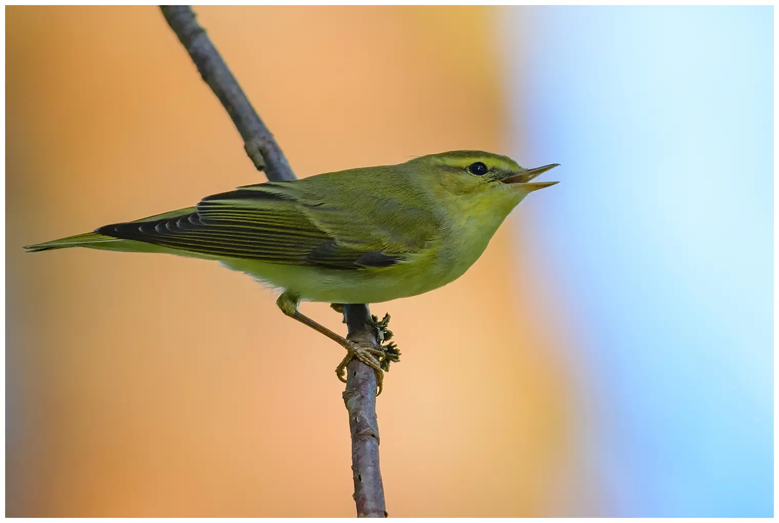 Luì verde