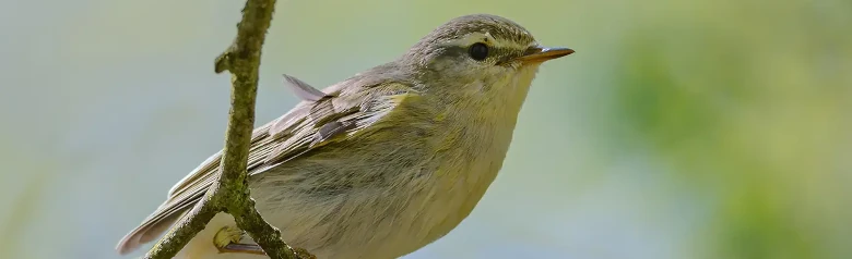 Luì grosso. (Phylloscopus trochilus) Seduto su un ramo. Le zampe sono aggrappate a un ramoscello sottile.