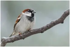 Passera europea