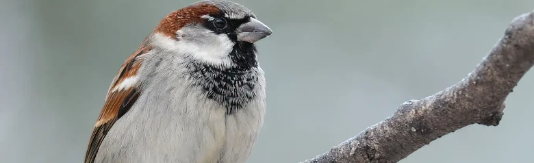 Passera europea. Qui è seduto su un ramo con lo sfondo sfocato. Il maschio ha una calotta cranica grigia, una fascia sopraccigliare marrone e una macchia nera sul mento.