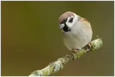 Passero mattugio