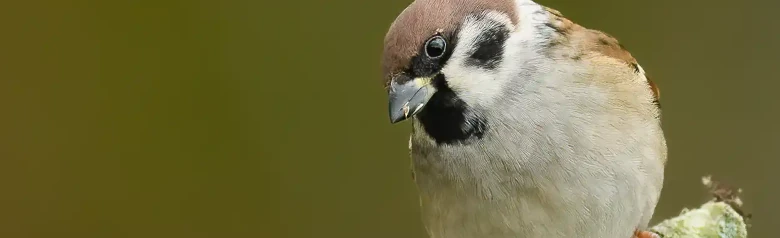 Passero mattugio. Qui seduto su un ramo con sfondo sfocato. Macchia nera sulla guancia bianca e calotta cranica marrone cioccolato.