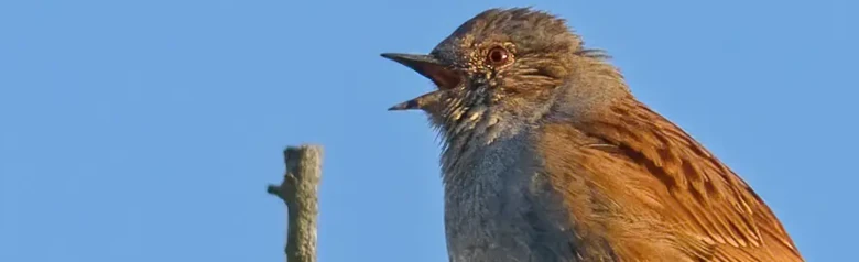 Passera scopaiola. Qui canta su un ramo. Cielo azzurro. La parte inferiore e intorno alla testa sono grigio ferro, mentre la parte superiore è screziata di sfumature di marrone.