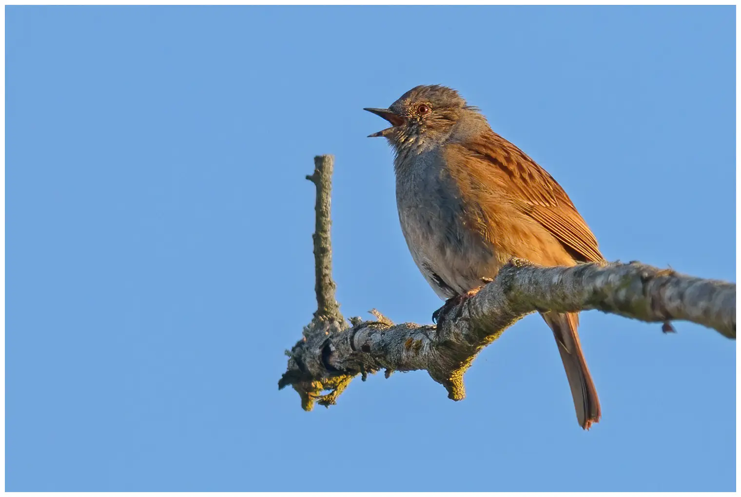 Passera scopaiola. Qui canta su un ramo. Cielo azzurro. La parte inferiore e intorno alla testa sono grigio ferro, mentre la parte superiore è screziata di sfumature di marrone.