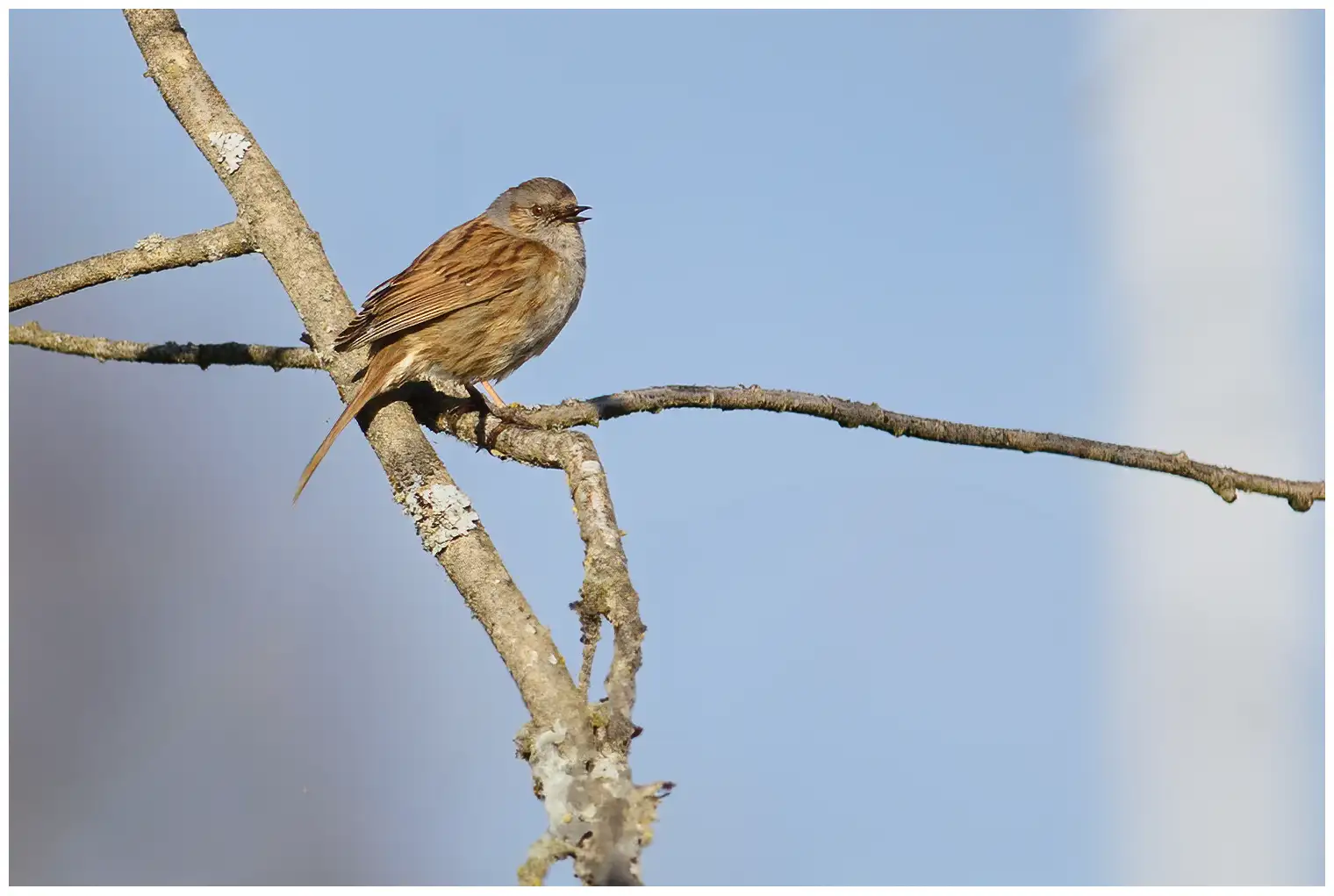 Passera scopaiola