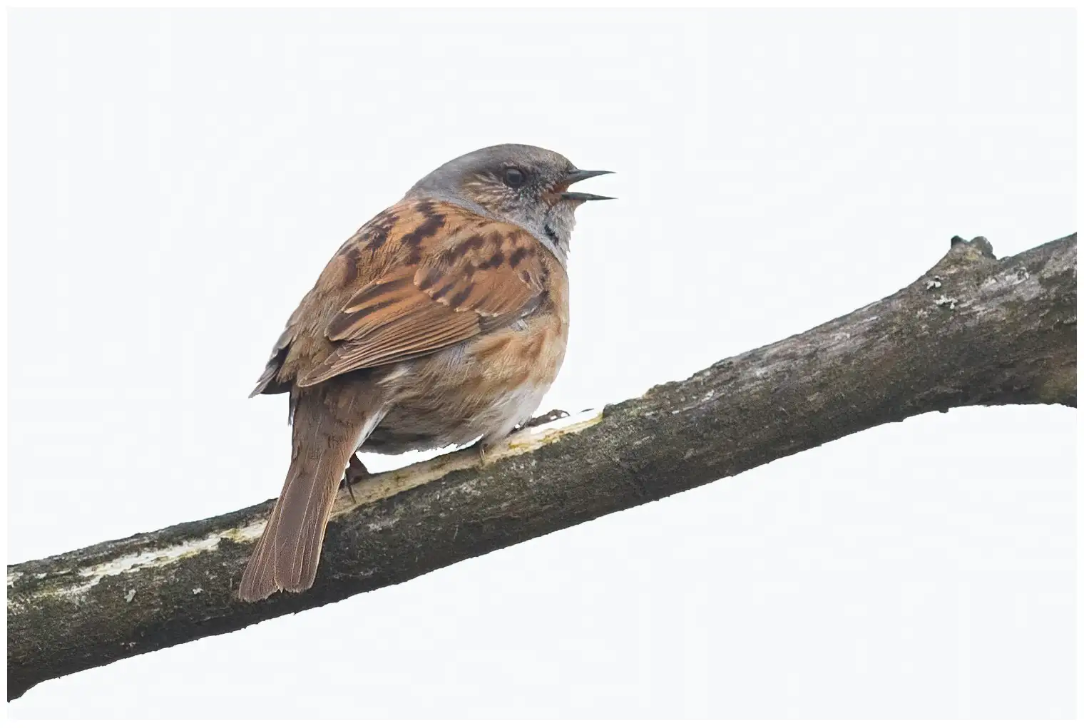 Passera scopaiola